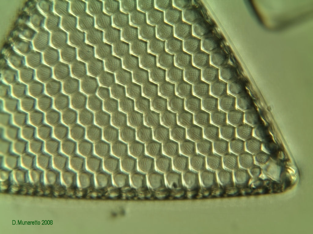 Nuove prove...diatomea a 630x ...8